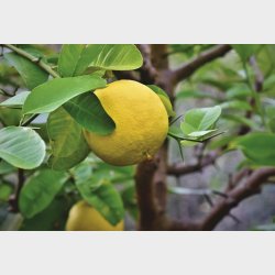 Share Pomelozzini pose med 20