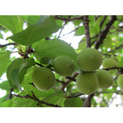 Share Original 1500g